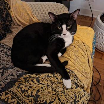 Kiwi -  Domestic Short Hair Cat for Adoption in Chicago, Illinois - Kiwi | PetCurious