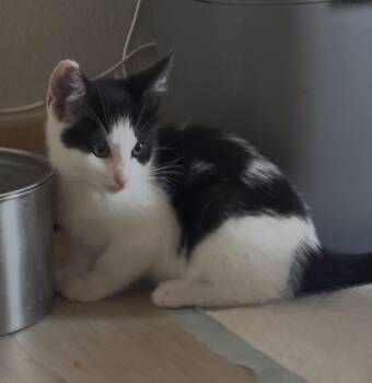 Voodoo Ranger -  Domestic Medium Hair Cat for Adoption in Fort Collins, Colorado - Voodoo Ranger | PetCurious