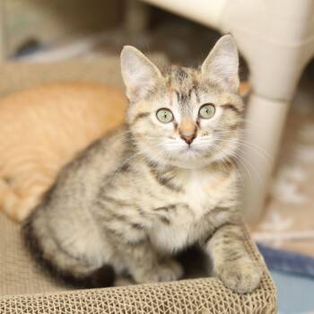 Ski -  Domestic Short Hair Cat for Adoption in Evansville, Indiana - Ski | PetCurious