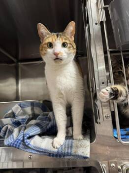 Domestic Short Hair Cats Available for Adoption in Lansing, Michigan - Jellybean (26-040 C) | PetCurious