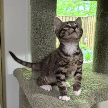 Domestic Short Hair Cats Available for Adoption in Merrifield, Virginia - Basil Bryant | PetCurious