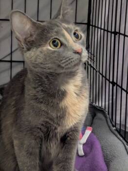 Rescue Domestic Short Hair Cats for Adoption in Muskegon, Michigan - LA TART | PetCurious
