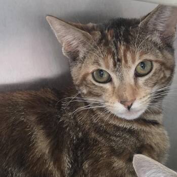 Cubillas -  Domestic Short Hair Cat for Adoption in Los Angeles, California - Cubillas | PetCurious