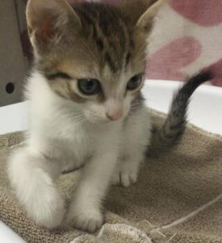 Domestic Short Hair Cats Available for Adoption - LOLA | PetCurious