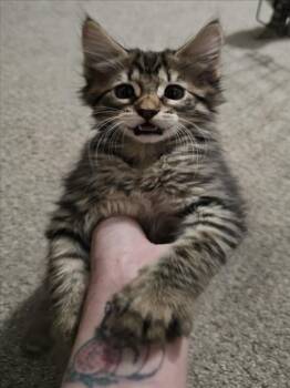 *GRISY -  Domestic Medium Hair Cat for Adoption in Woodland, California - *GRISY | PetCurious