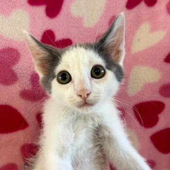 Arkansas -  Domestic Long Hair Cat for Adoption in Goleta, California - Arkansas | PetCurious