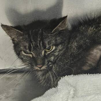 Domestic Medium Hair Cats Available for Adoption in Martinsville, Virginia - Diana | PetCurious