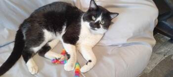 Rescue Domestic Medium Hair Cats for Adoption in Terrebonne, Quebec - Snoopy | PetCurious