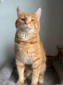 Hemingway -  Domestic Short Hair Cat Available for Adoption in Menomonie, Wisconsin - Hemingway | PetCurious