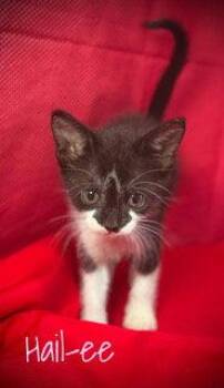 Domestic Short Hair Cats Available for Adoption in Pleasanton, Texas - Hail-ee | PetCurious