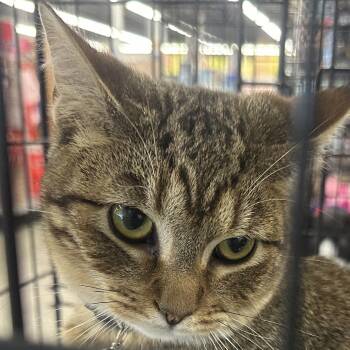 Domestic Short Hair Cats Available for Adoption - Lightfoot-Tabby Kitten 2 | PetCurious