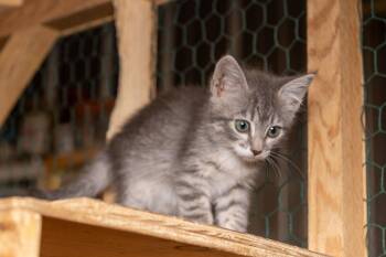 Galata -  Tabby Cat for Adoption in Cardwell, Montana - Galata | PetCurious
