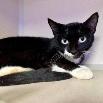 Domestic Short Hair Cats Available for Adoption - Caprice | PetCurious