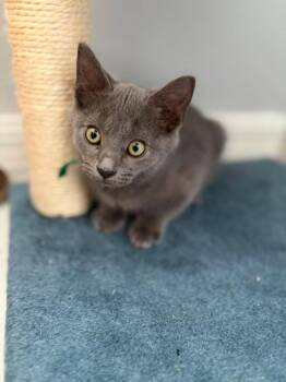 Goblin -  Domestic Short Hair Cat for Adoption in Sebastian, Florida - Goblin | PetCurious