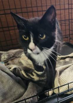 Madre -  Domestic Short Hair Cat for Adoption in Millcreek, Utah - Madre | PetCurious