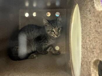 BRONCO -  Domestic Short Hair Cat for Adoption in Pueblo, Colorado - BRONCO | PetCurious