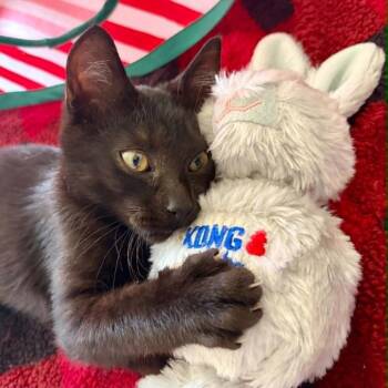 Bramble MT -  Domestic Short Hair Cat for Adoption in Greenville, South Carolina - Bramble MT | PetCurious