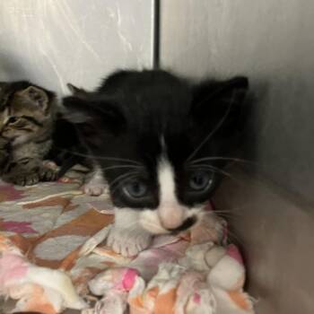 Pine -  Domestic Short Hair Cat for Adoption in Idaho Falls, Idaho - Pine | PetCurious