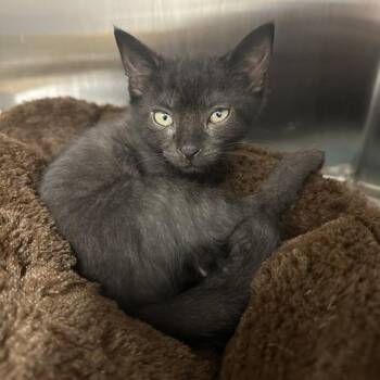 Loki -  Domestic Short Hair Cat for Adoption in Clearwater, Florida - Loki | PetCurious