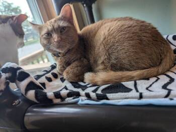 Rescue Domestic Short Hair Cats for Adoption in Rice Lake, Wisconsin - Petals | PetCurious