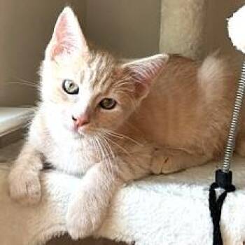 Zion -  Tabby and Domestic Short Hair Cat Available for Adoption in Smithfield, North Carolina - Zion | PetCurious