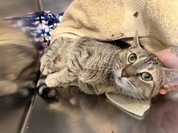 Domestic Short Hair Cats Available for Adoption in Saint Charles, Missouri - Cashmere | PetCurious