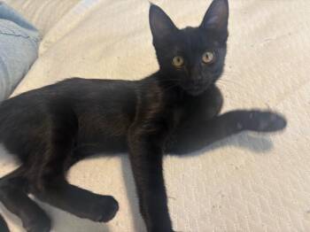 Raven -  Domestic Short Hair Cat for Adoption in Fort Collins, Colorado - Raven | PetCurious