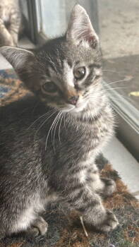 Rescue Domestic Short Hair Cats for Adoption in Oviedo, Florida - Kronk | PetCurious