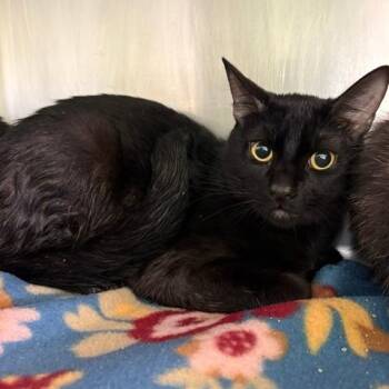 Tadachi -  Domestic Short Hair Cat for Adoption in Emporia, Kansas - Tadachi | PetCurious