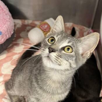 King -  Domestic Short Hair Cat for Adoption in West Palm Beach, Florida - King | PetCurious