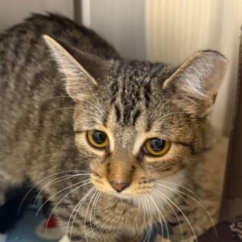 Chandelier -  Domestic Short Hair Cat for Adoption in Wheeling, Illinois - Chandelier | PetCurious