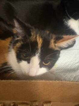 Fribbles -  Domestic Short Hair Cat for Adoption in Cincinnati, Ohio - Fribbles | PetCurious