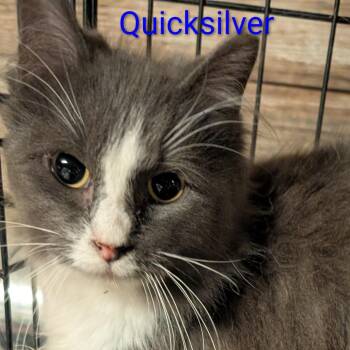 Russian Blue and Domestic Long Hair Cats Available for Adoption in Carmel, Indiana - Quicksilver | PetCurious