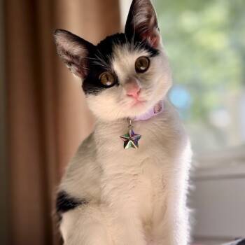 Rescue Domestic Short Hair Cats for Adoption in Charlotte, North Carolina - Ursula | PetCurious