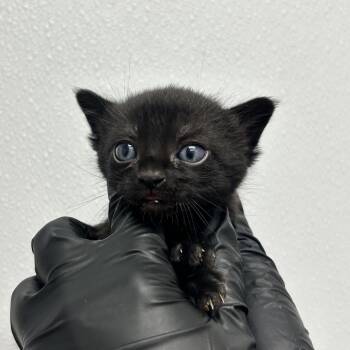 Jeffrey -  Domestic Short Hair Cat Available for Adoption in Abilene, Texas - Jeffrey | PetCurious