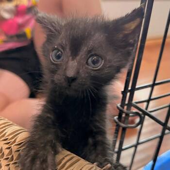 Smudge -  Domestic Short Hair Cat for Adoption in Duncan, Oklahoma - Smudge | PetCurious