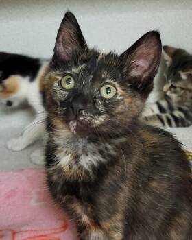 Domestic Short Hair Cats Available for Adoption in Grayslake, Illinois - Gilly | PetCurious