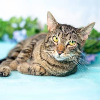 Rescue Domestic Short Hair Cats for Adoption in Durham, North Carolina - Otis | PetCurious