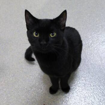 Domestic Short Hair Cats Available for Adoption in Lynchburg, Virginia - Tautus | PetCurious