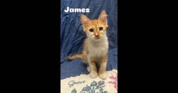 James -  Domestic Medium Hair and Tabby Cat for Adoption in Ruskin, Florida - James | PetCurious
