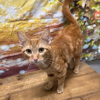 Octavia -  Domestic Short Hair Cat for Adoption in Normal, Illinois - Octavia | PetCurious