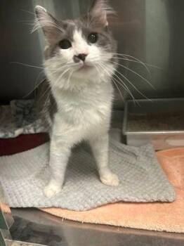 Little Man -  Domestic Medium Hair Cat for Adoption in Williamsport, Pennsylvania - Little Man | PetCurious