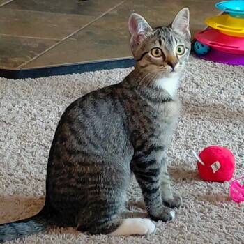 Habanero -  Domestic Short Hair Cat for Adoption in Woodinville, Washington - Habanero | PetCurious