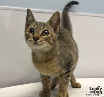 Max -  Domestic Short Hair Cat for Adoption in Washington, District Of Columbia - Max | PetCurious