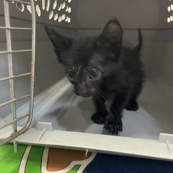 American Shorthair Cats Available for Adoption in Lake Jackson, Texas - Boba | PetCurious