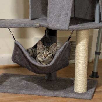 Pink MK -  Domestic Short Hair Cat for Adoption - Pink MK | PetCurious