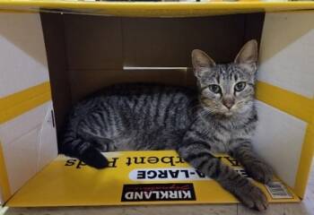 Rescue Domestic Short Hair Cats for Adoption in Morton Grove, Illinois - Mariner | PetCurious