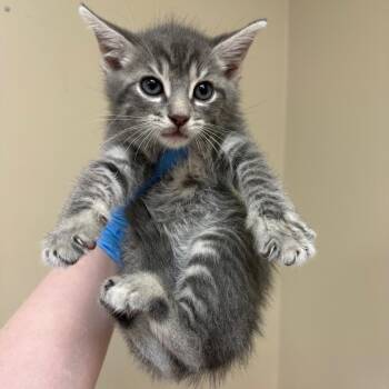 Domestic Short Hair Cats Available for Adoption in Birmingham, Alabama - Totoro | PetCurious