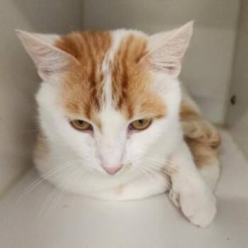 Simon Tarkitty -  Domestic Short Hair Cat for Adoption in Merrifield, Virginia - Simon Tarkitty | PetCurious