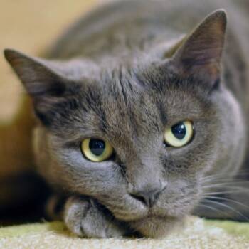 Sin -  Domestic Short Hair Cat for Adoption in Moses Lake, Washington - Sin | PetCurious